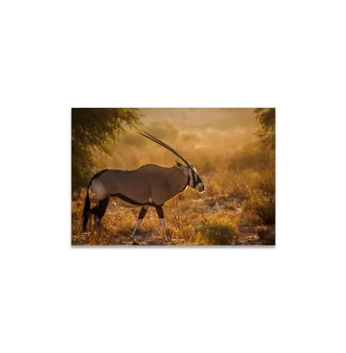 GADGETS WRAP Canvas Gallery Wrap Framed for Home Office Studio Living Room Decoration (11x9inch) - African Oryx