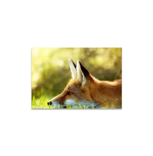 GADGETS WRAP Canvas Gallery Wrap Framed for Home Office Studio Living Room Decoration (14x11inch) - Summer Fox